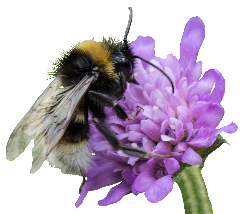Hummel